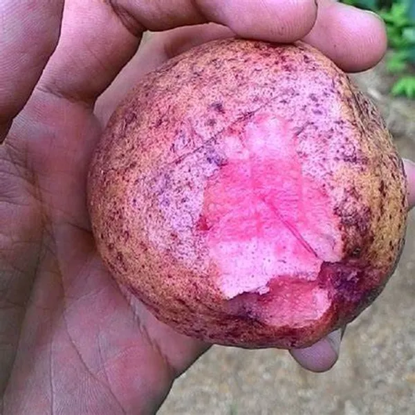 Red_Malaysian_Grafted_Sweet_Guava_Plant