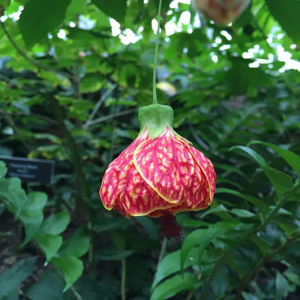 Red_Tiger_Flower_Live_Plant_&_Tree_(1.5-3.5_Ft_Hight)_Red_Tiger_Grafted_Flower_Plant_For_Your_Home_Gardening_(Hybrid,_Pack_Of_1)