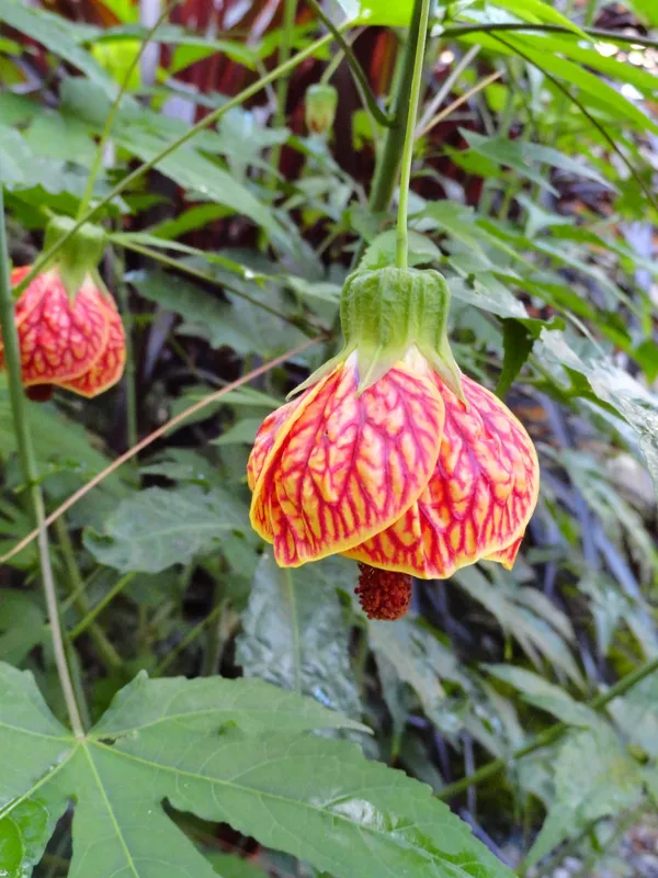 Red_Tiger_Flower_Live_Plant_&_Tree_(1.5-3.5_Ft_Hight)_Red_Tiger_Grafted_Flower_Plant_For_Your_Home_Gardening_(Hybrid,_Pack_Of_1)