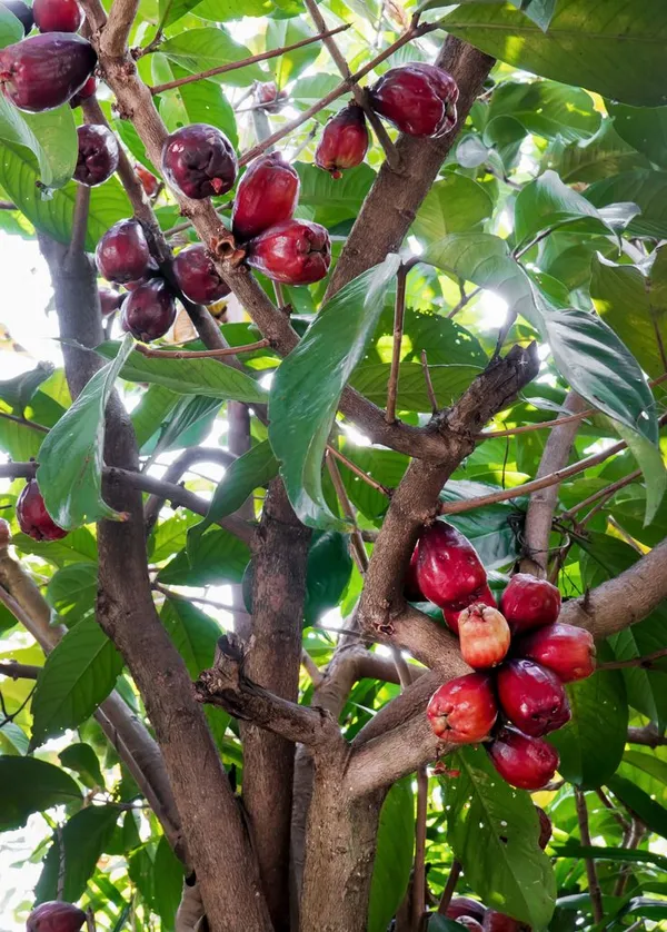 Red_Wax_Apple__Plant