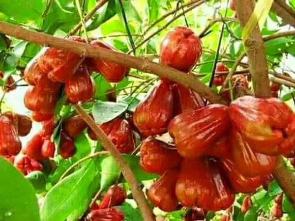 Red_Wax_Apple__Plant