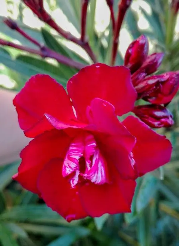 Red_oleander_flower_plant_(pack_of_1_)