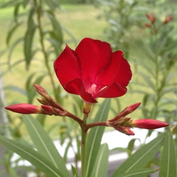 Red_oleander_flower_plant_(pack_of_1_)