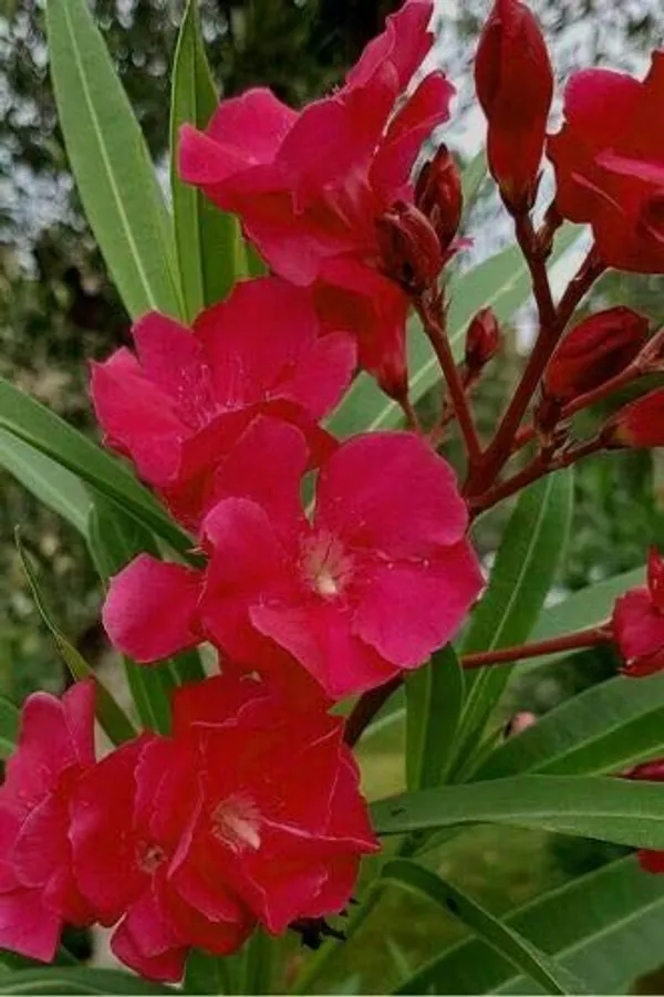 Red_oleander_flower_plant_(pack_of_1_)