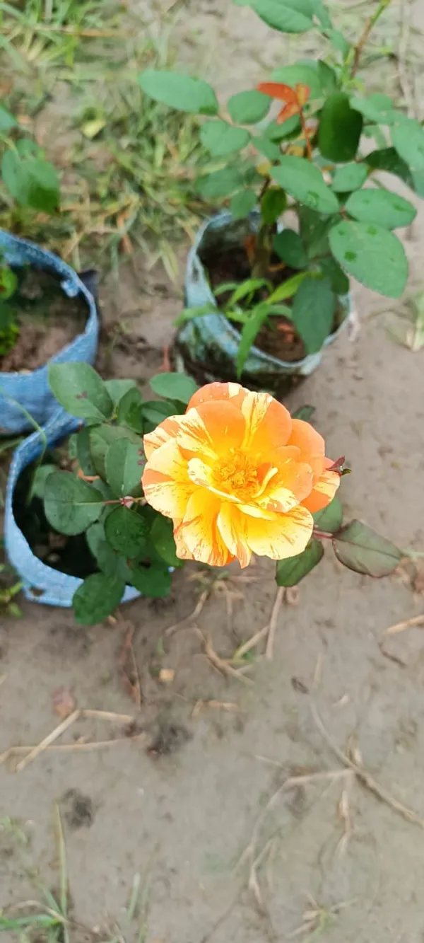 Multicolour_Rose_Live_Plant