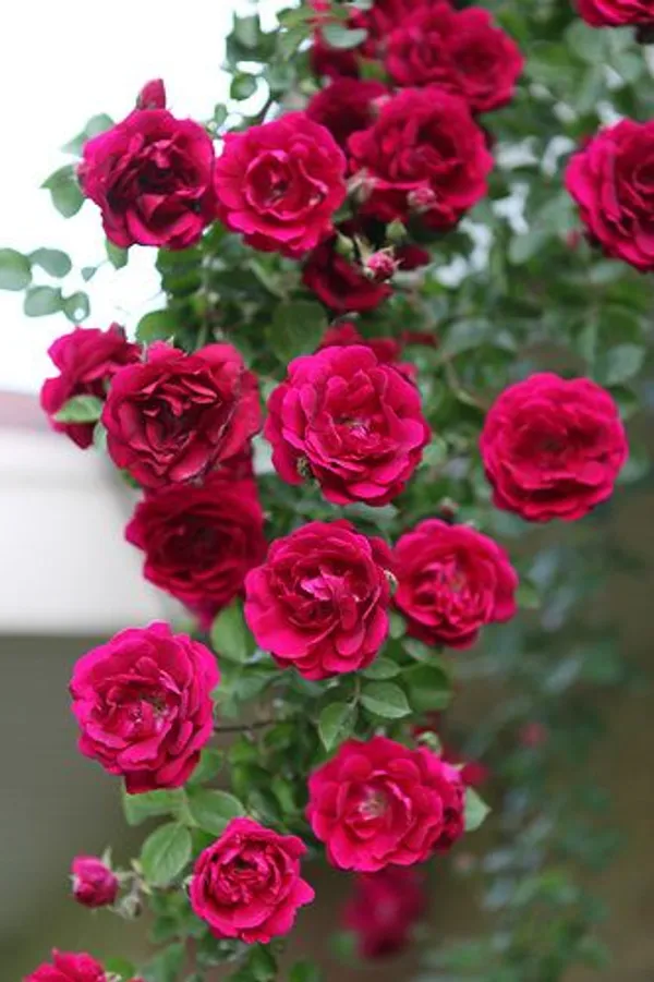 Rose_Plant