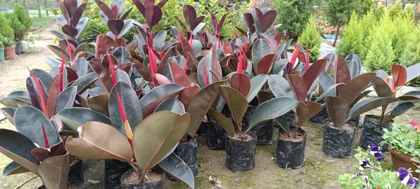 Rubber_Live_Plant