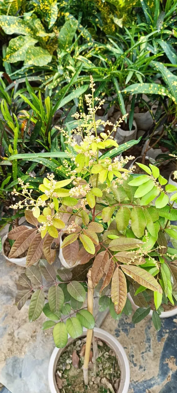 Ruby_Longan_Plant_Original_Grafted_Fruit_Live_Plants_&_Tree2-3_Ft_Size_Healthy_Plant_In_Nursery_Grow_Bag__Ready_To_Bloom_After_Planting_Fruit_Come_Within_12_Months