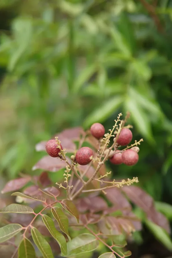 Ruby_Longan_Plant_Original_Grafted_Fruit_Live_Plants_&_Tree2-3_Ft_Size_Healthy_Plant_In_Nursery_Grow_Bag__Ready_To_Bloom_After_Planting_Fruit_Come_Within_12_Months
