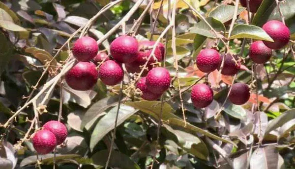 Ruby_Longan_Plant_Original_Grafted_Fruit_Live_Plants_&_Tree2-3_Ft_Size_Healthy_Plant_In_Nursery_Grow_Bag__Ready_To_Bloom_After_Planting_Fruit_Come_Within_12_Months