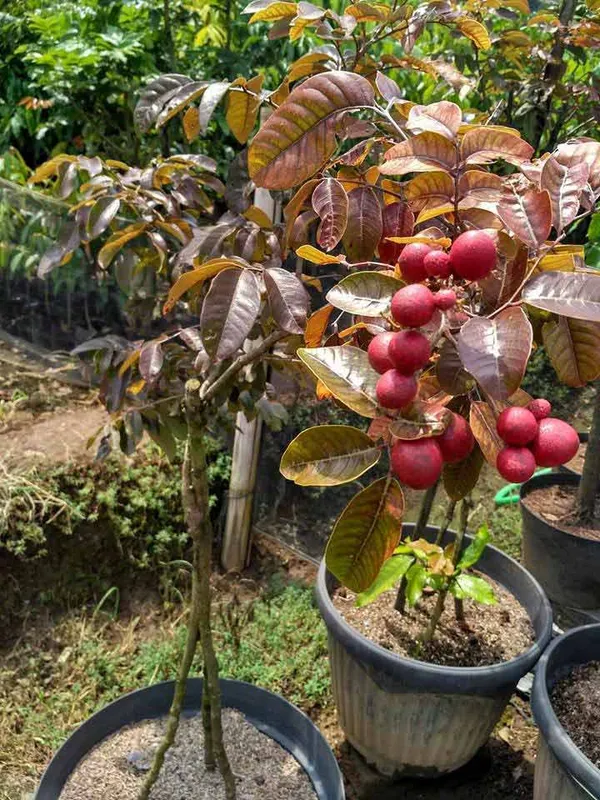 Ruby_Longan_Plant_Original_Grafted_Fruit_Live_Plants_&_Tree2-3_Ft_Size_Healthy_Plant_In_Nursery_Grow_Bag__Ready_To_Bloom_After_Planting_Fruit_Come_Within_12_Months