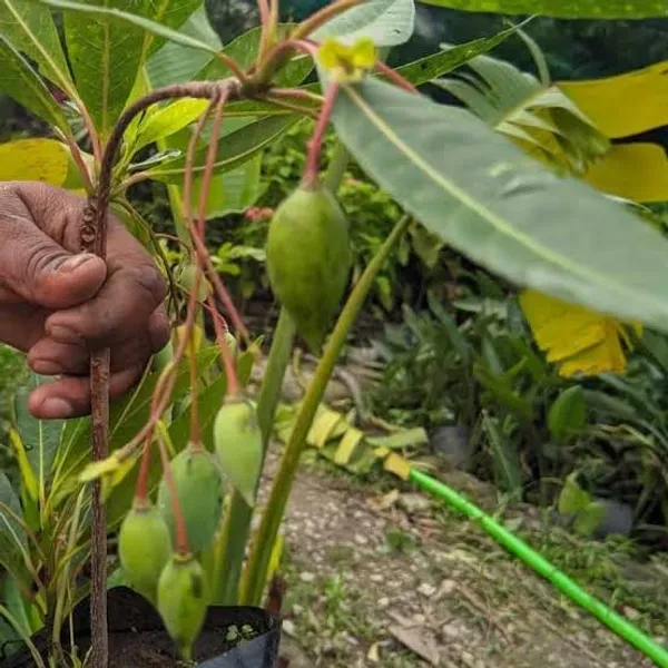 Rudraksha_Live_Plant