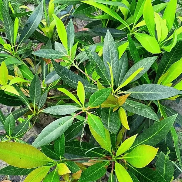 Rudraksha_Live_Plant