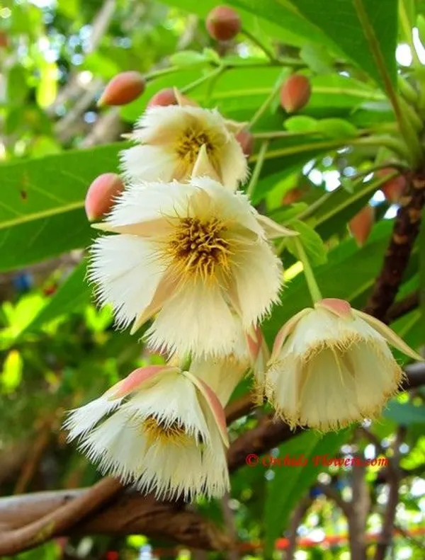 Rudraksha_Plant_Original_Nepal_Varity