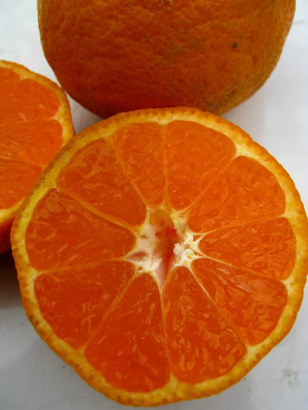 Satsuma_Mandarin/Orange_Live_Fruit_Plant_&_Tree_(1.5-3.5_Ft_Hight)_For_Home_Gardening_Well_Watered_Orange_Healthy_Fruit_Plant_(Hybrid,_Pack_Of_1)