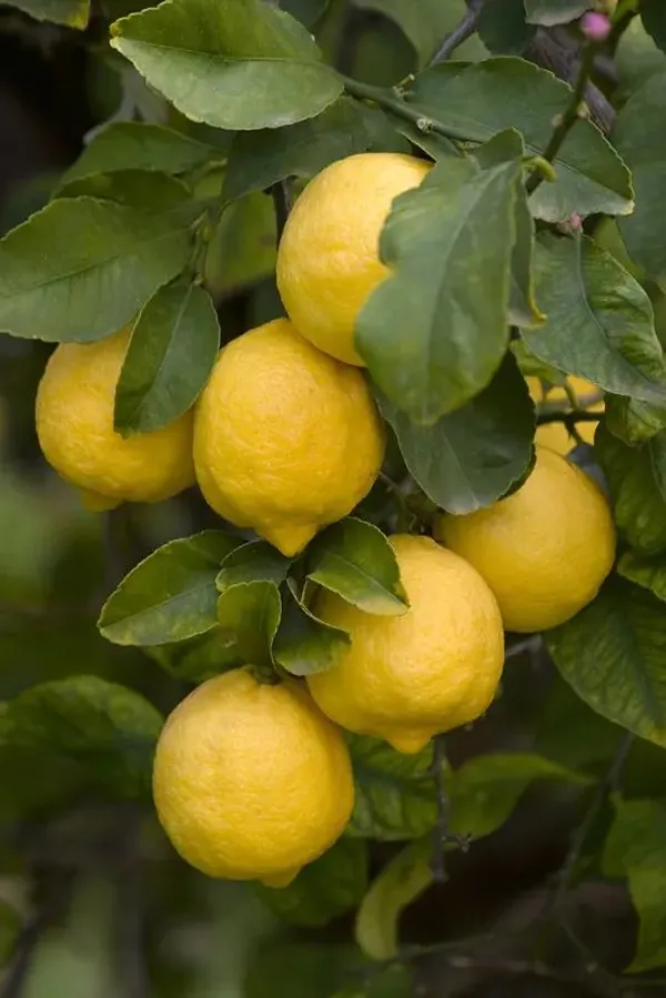 Seed_Less_Lemon_Dwarf_Live_Plant_Original_Hybrid_in_a_plastic_grow_bag