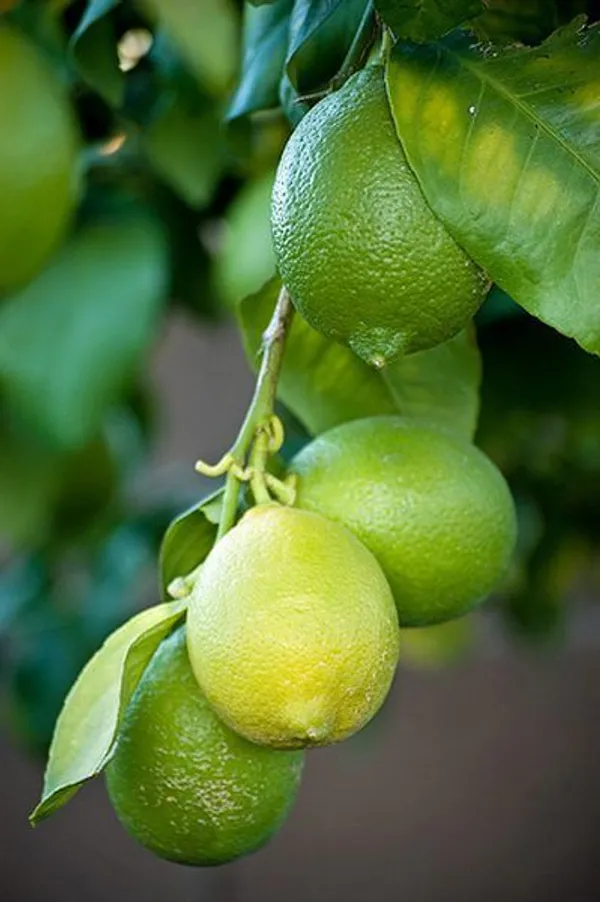 Seed_Less_Lemon_Dwarf_Live_Plant_Original_Hybrid_in_a_plastic_grow_bag