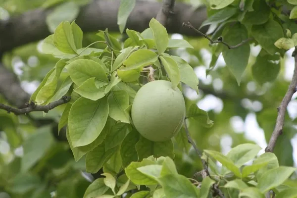 Thai_Hybrid_Seedless_Beal_Live_Plant_Grafted_1.5-3.5_Ft