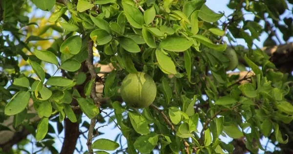 Thai_Hybrid_Seedless_Beal_Live_Plant_Grafted_1.5-3.5_Ft