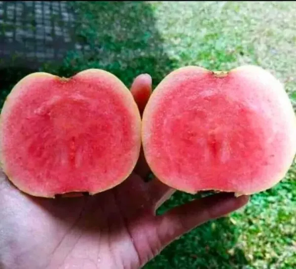 Grafted_Seedless_Sweet_Guava_Hybrid_Plant