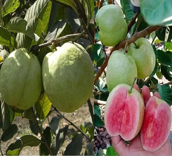 Grafted_Seedless_Sweet_Guava_Hybrid_Plant
