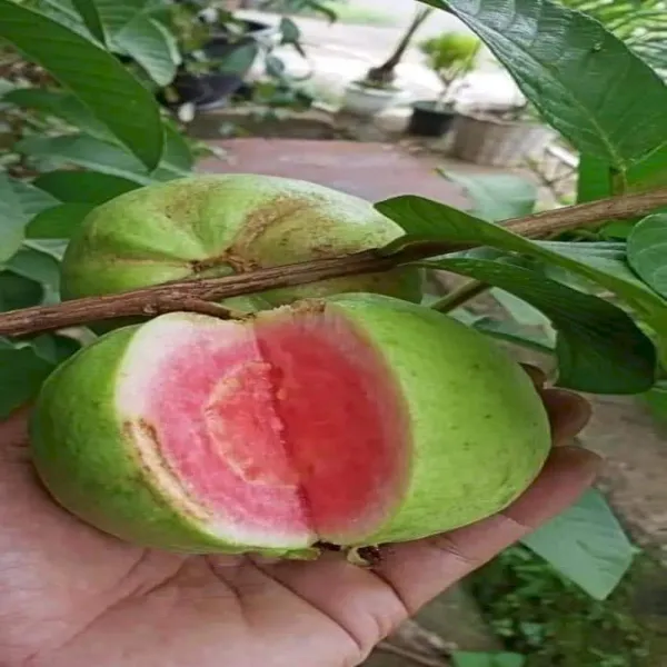 Grafted_Seedless_Sweet_Guava_Hybrid_Plant