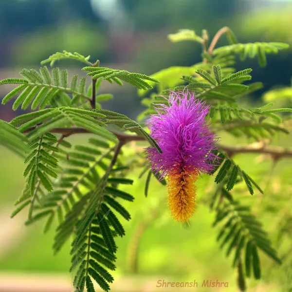 Shami_Banni_Tree_Sacred_Flowering_Medicinal_Tree__Plant