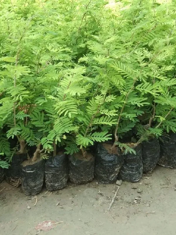 Shami_(Air_Purifying)_Live_Plant_&_Tree_For_Your_Home_Gardening_(Hybrid,_Pack_Of_1)