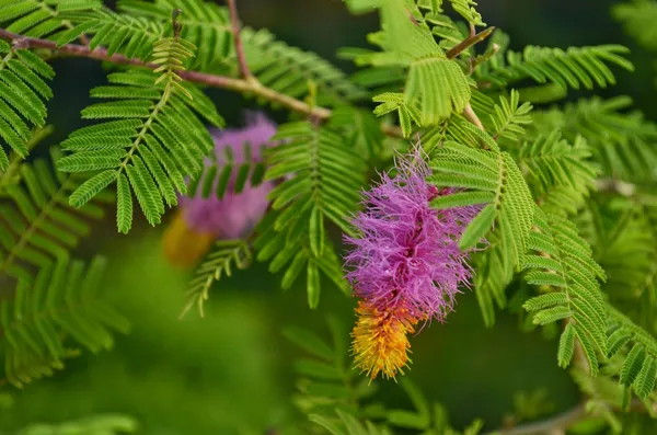 Shami_(Air_Purifying)_Live_Plant_&_Tree_For_Your_Home_Gardening_(Hybrid,_Pack_Of_1)