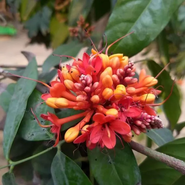 Sita_Ashoka_Plant_&_Tree_Six_Month_Old_Plant