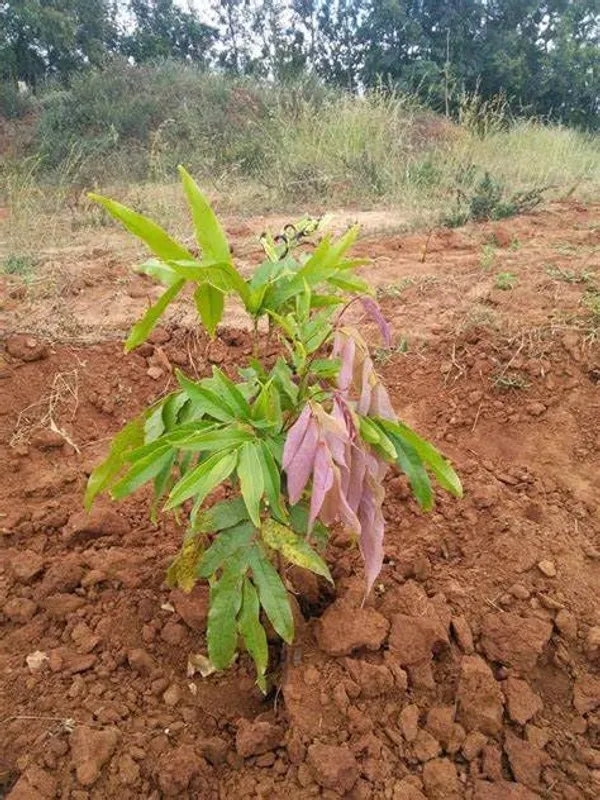 Sita_Ashoka_Plant_&_Tree_Six_Month_Old_Plant