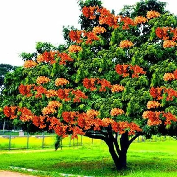 Sita_Ashoka_Plant_&_Tree_Six_Month_Old_Plant