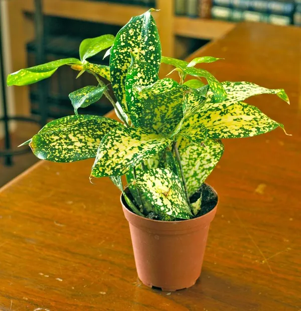 Snow__White_Indoor_Plant