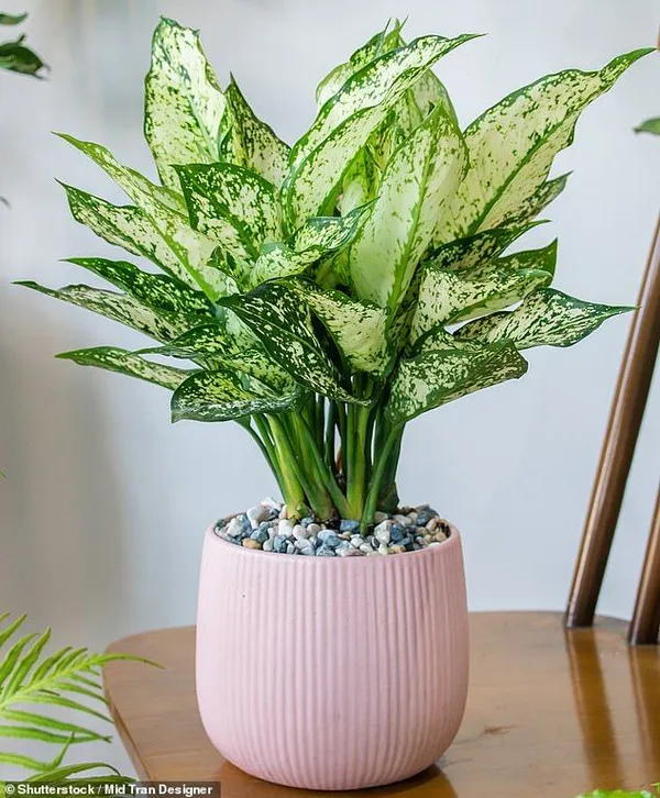 Snow__White_Indoor_Plant