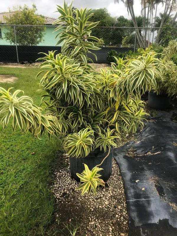 Song_Of_India__Plant