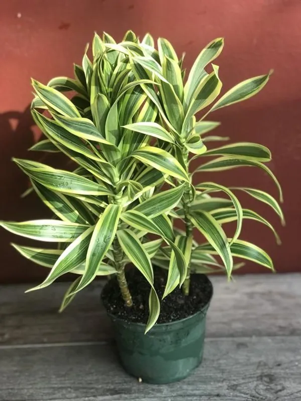 Song_Of_India__Plant