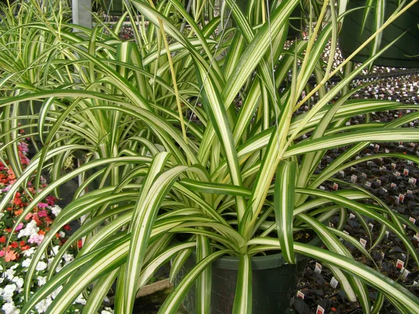 Spider_Plant_Air_Purifying