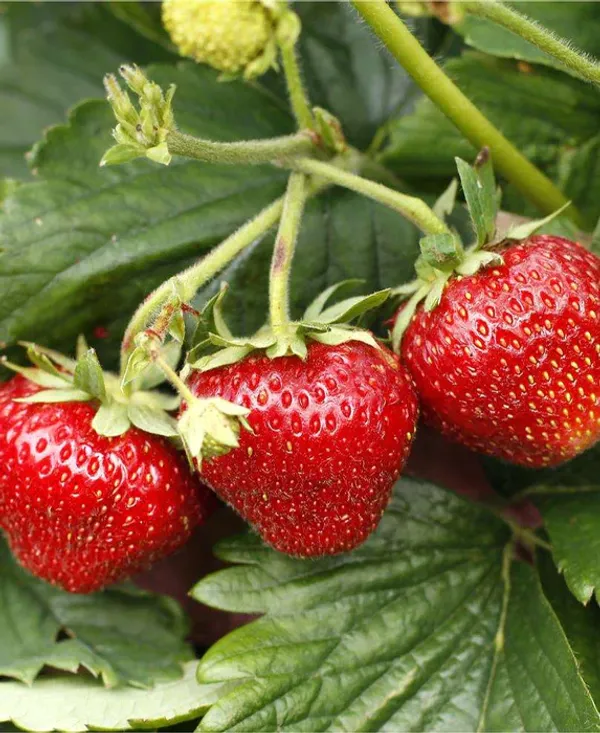 Strawberries_Live_Plant_Thai_Variety