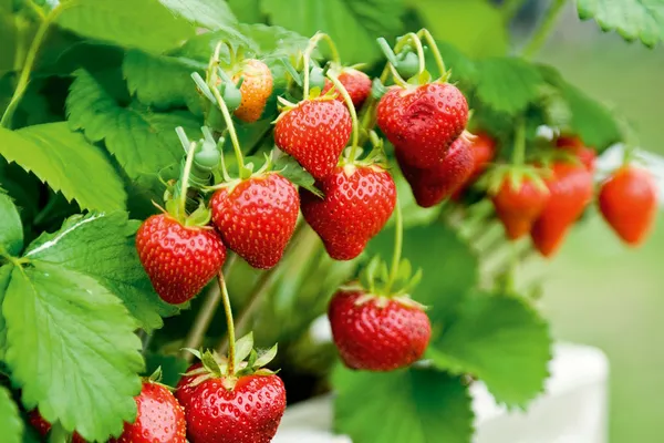 Strawberries_Live_Plant_Thai_Variety