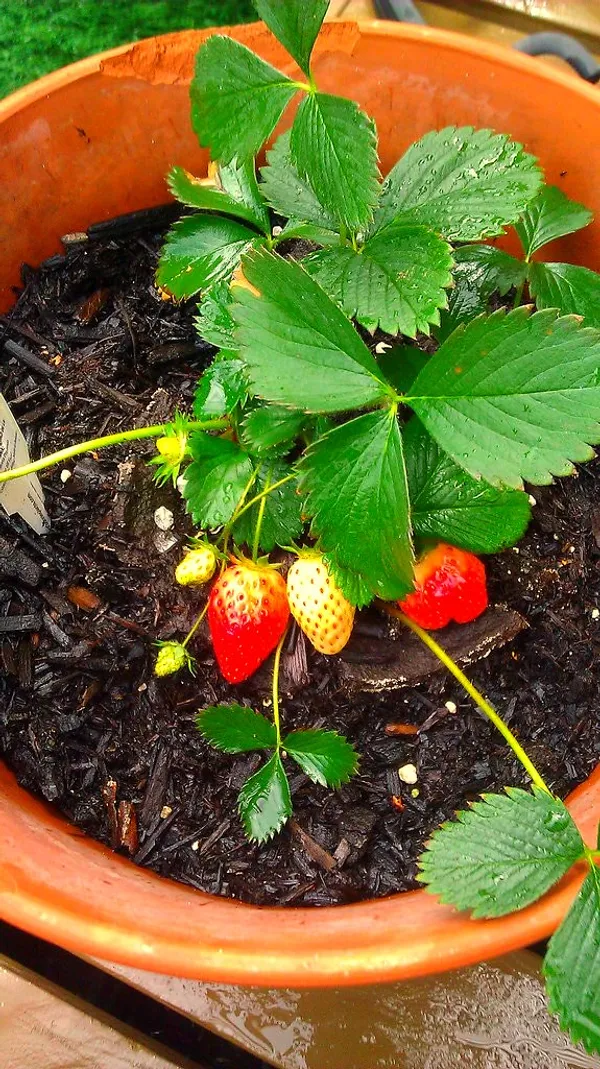 Strawberries_Live_Plant_Thai_Variety