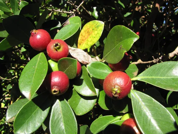 Grafted_Strawberry_Guava_Hybrid_Plant