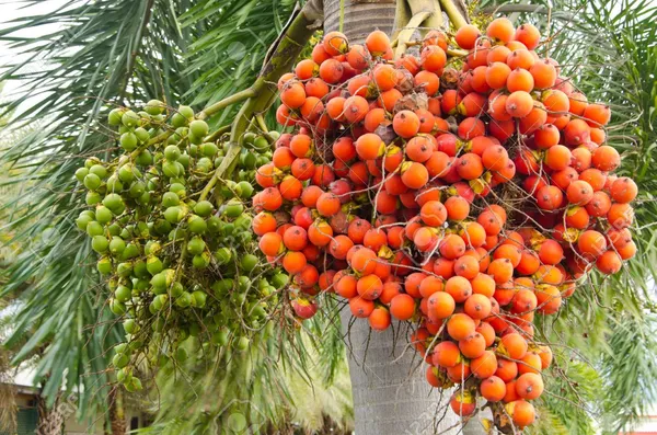 Betal_Nut/Supari_Plant_Inter_Mangala_Betel_Nut_Plant_||_A_hybrid_varity_Of_Mangala_Arecanut_For_Your_Home_Garden