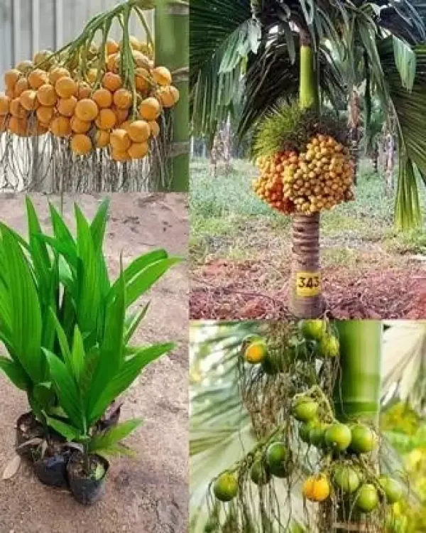 Betal_Nut/Supari_Plant_Inter_Mangala_Betel_Nut_Plant_||_A_hybrid_varity_Of_Mangala_Arecanut_For_Your_Home_Garden