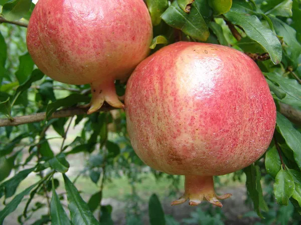 Surh_Hybrid_Anar_Pomegranate_Fruit_Plant_&_Tree_For_Home_Gardening_(Plant_Hight_1.5-3.6_Ft)_Pack_Of_1