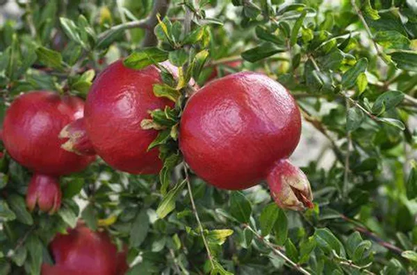 Surh_Hybrid_Anar_Pomegranate_Fruit_Plant_&_Tree_For_Home_Gardening_(Plant_Hight_1.5-3.6_Ft)_Pack_Of_1