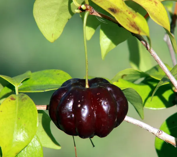 Surinam_Black_Cherry_Fruit_Live_Plant