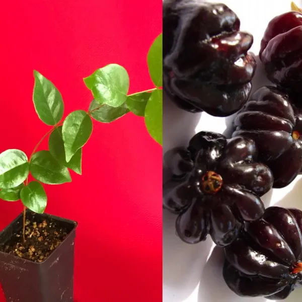 Surinam_Black_Cherry_Fruit_Live_Plant