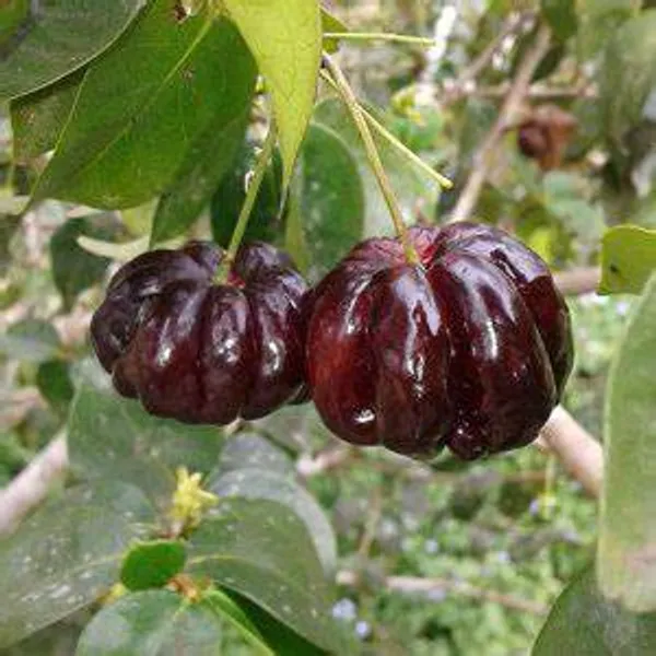 Surinam_Black_Cherry_Fruit_Live_Plant
