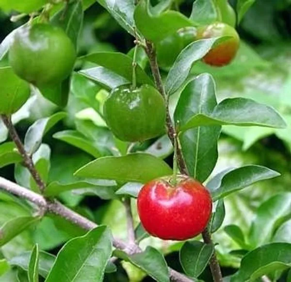 Sweet_Red_Barbados_Cherry_(HYBRID)_Healthy_live_plant_for_Home_Garden_Tree_Pack_of_1_Plant_Height-2Ft_to_3_Ft