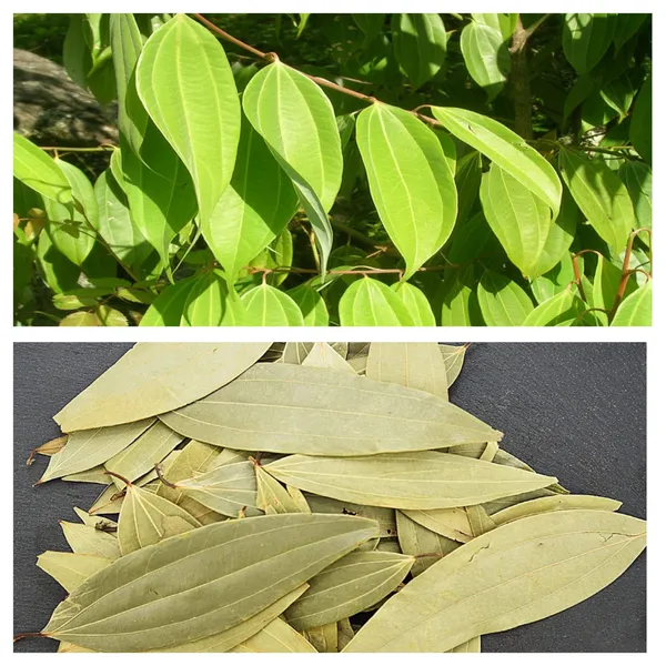 Taj_Pattta/Bay_Leaf_Spices_Plant_&_Tree_(1.5-3.5_Ft_Hight)_For_Sweet_Home_Gardening_(Hybrid,_Pack_Of_1)